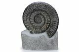 Spiny Jurassic Ammonite (Apoderoceras) Fossil - England #243511-1
